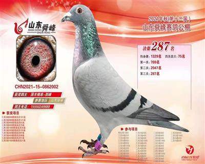 2021年秋山东舜峰赛鸽公棚决赛287名