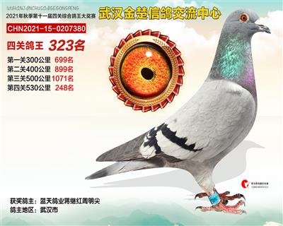 金楚公棚获奖鸽