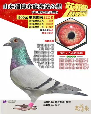 2021年秋山东齐盛赛鸽公棚决赛222名