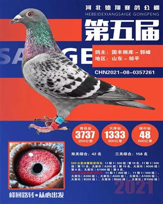 2021年秋德翔赛鸽公棚决赛48名