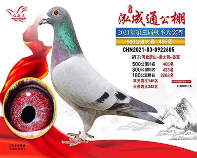 2021年公棚成绩鸽