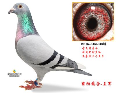 古瓦特旋风配对直孙女 鲁迪外孙女