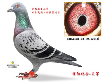 9123直子 通翔预赛33名