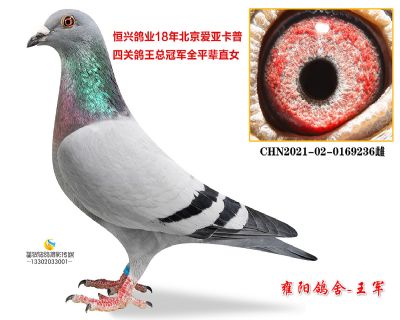 北京爱亚卡普四关鸽王冠军平辈直女