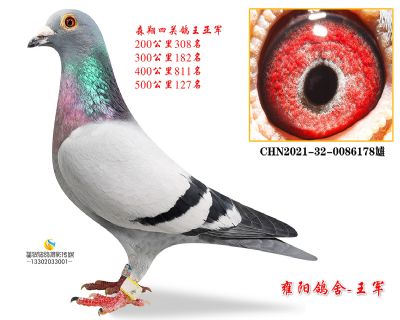 森翔三关鸽王亚军