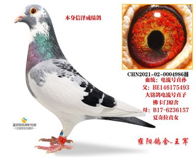 信泽汇海成绩鸽 花电流 电流号直孙女