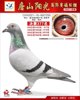 唐山阳光公棚决赛377名