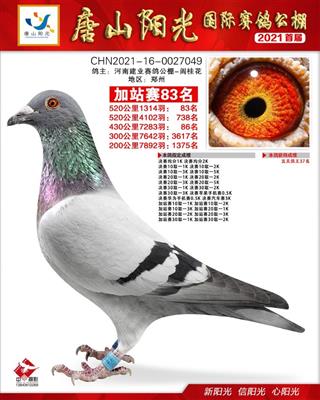 唐山阳光公棚加站赛83名