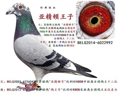亚精顿王子