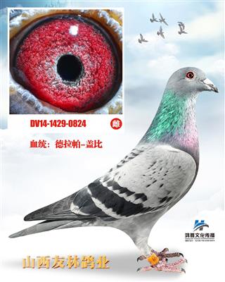 盖比闪电