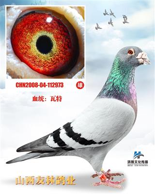 瓦特.钻石王老五