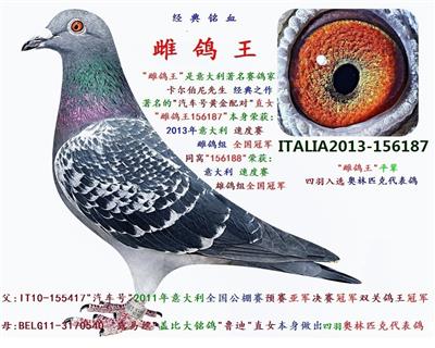 全国冠军 雌鸽王