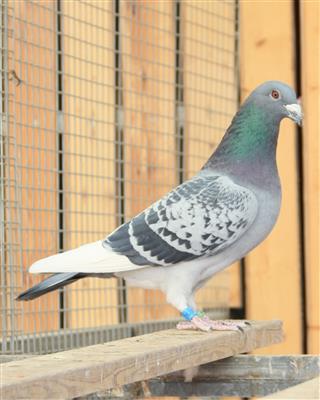 【迪卡普里奥634】