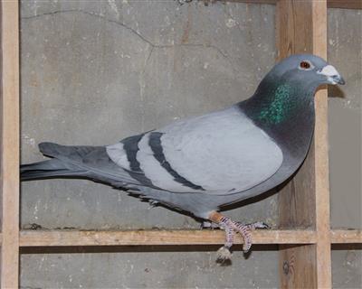 『克拉克斗士』