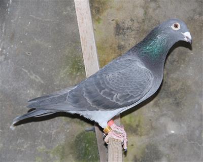 【顶级军校生】