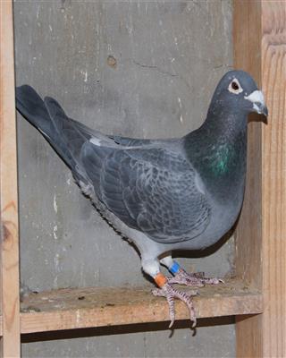 【慕利门凡登布希】