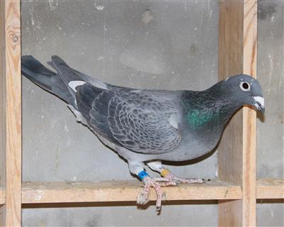 【绝版军校生】