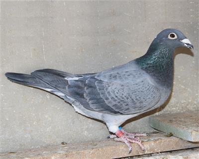 【慕利门完美公主】