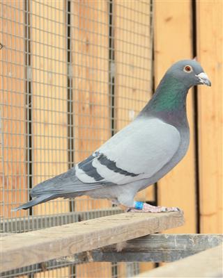 【利奥X范登布克】