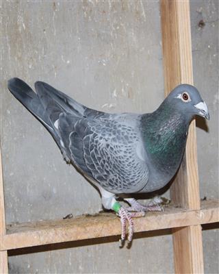 【绝版军校生】