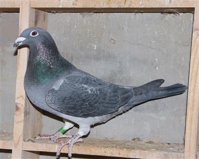 【慕利门凡登布希】