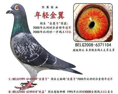 年青金翼