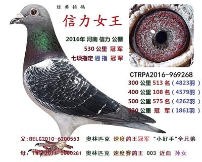2016年河南信力公棚 530公里 冠军