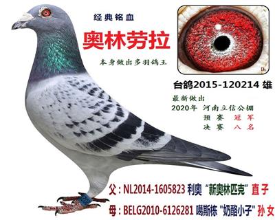奥林劳拉