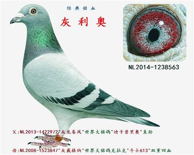 灰利奥