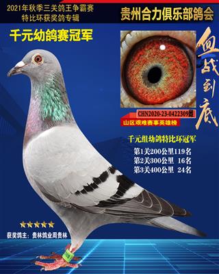 2021年合力千元幼鸽特比环冠军