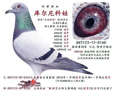 库尔尼科娃