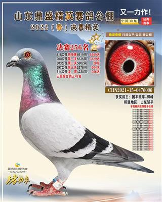2022年春鼎盛精英赛鸽公棚决赛256名