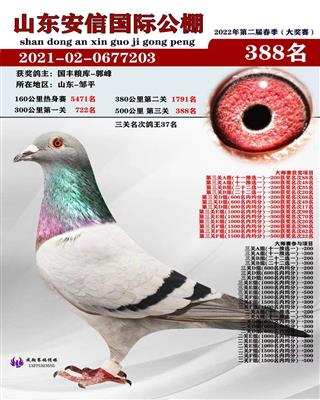 2022年山东安信 赛鸽公棚决赛388名
