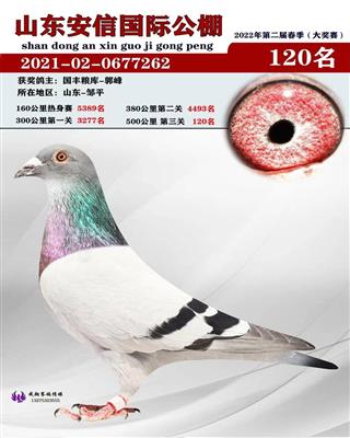 2022年山东安信 赛鸽公棚决赛120名