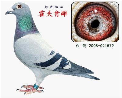 霍夫肯雌