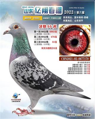 2022年山东亿翔赛鸽公棚决赛55名