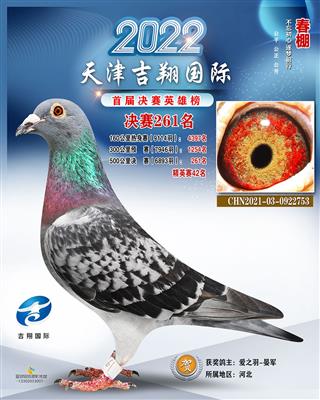 2022年公棚成绩鸽
