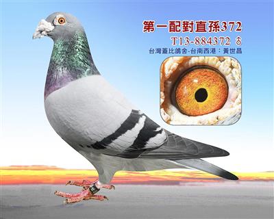 超級盖比白腹號、閃電號、魯迪、灰費德爾號