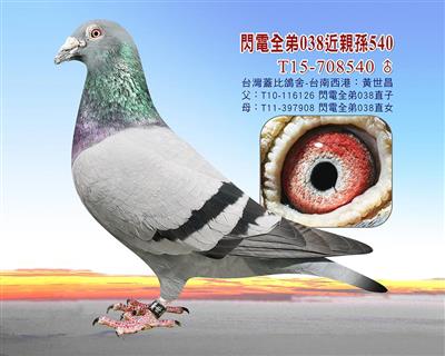 超級盖比白腹號、閃電號、魯迪、灰費德爾號
