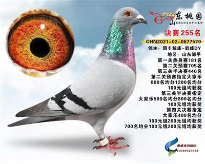 2022年山东桃园赛鸽公棚决赛255名