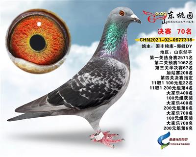 2022年山东桃园赛鸽公棚决赛70名