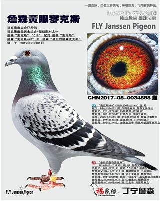 詹森黄眼麦克斯