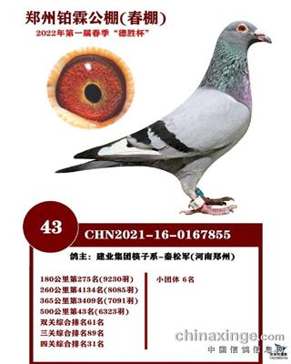 郑州铂霖公棚决赛43名