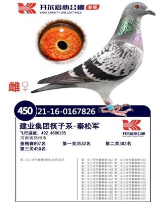 开尔春棚决赛450名