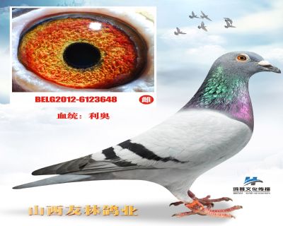 “奥林匹克003x新罗西全姐妹”直孙