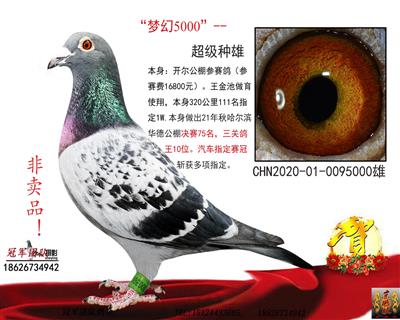 鸽王10位父亲（汽车赛冠军、特比环亚军
