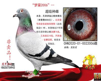 张斌鸽王10母亲（汽车赛冠军、特比环亚军