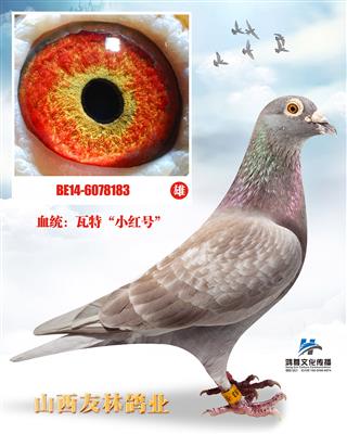 瓦特小红号直孙
