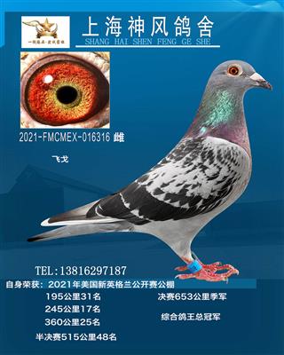 决赛季军鸽王冠军