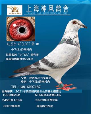 小飞戈决赛亚军鸽王四位